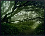 Simon Norfolk, Mist Shrouded Trees, Ascension Island, 2004, Chromogenic print
