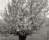 Near Heber City, Utah by Robert Adams, 1978, Gelatin silver print, printed 1994, sold Oct 2021
