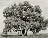 Robert Adams, Cottonwood Series, #2