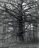 Robert Adams, Sitka Spruce, Cape Blanco State Park, Curry County, Oregon