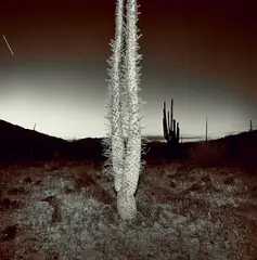 Untitled by Richard Misrach, 1976, Toned gelatin silver print, sold Oct 2021