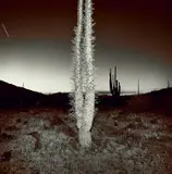 Richard Misrach, Untitled