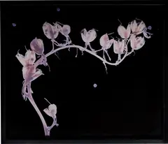 Blue Bell #2 by Susan Derges, 1999, Unique dye destruction print photogram, sold Oct 2021
