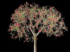 Jennifer Steinkamp, Dervish 15, 2005, video installation