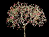 Jennifer Steinkamp, Dervish 15, 2005, video installation
