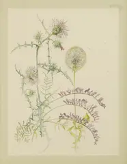 Keith Michell, Study of wildflowers, pen and ink and watercolour over pencil