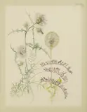 Keith Michell, Study of wildflowers, pen and ink and watercolour over pencil