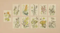 Keith Michell, Eleven studies of woodland flowers, pen and ink and watercolour over pencil