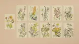 Keith Michell, Eleven studies of woodland flowers, pen and ink and watercolour over pencil
