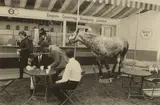 Tony Ray-Jones, Windsor Horse Show