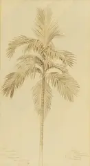 Edward Lear, Areka Palm in Hugh Nevill's Garden, Ratnapoora, pen and brown ink and wash