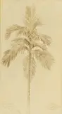 Edward Lear, Areka Palm in Hugh Nevill's Garden, Ratnapoora, pen and brown ink and wash