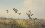 John Cyril Harrison, A covey of partridges, watercolour over pencil