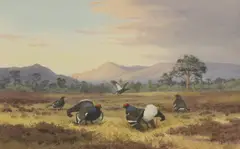 John Cyril Harrison, Blackcock on the Lek, watercolour heightened with white over pencil