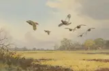 John Cyril Harrison, Partridge over stubble, watercolour over pencil