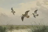 John Cyril Harrison, Woodcock, watercolour over pencil