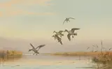 John Cyril Harrison, Teal About to Alight, watercolour over pencil
