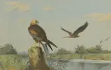 John Cyril Harrison, Eagles, watercolour over pencil