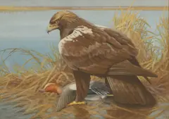 William Hutton Riddell, A Spanish Eagle and widgeon, watercolour and gouache