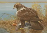 William Hutton Riddell, A Spanish Eagle and widgeon, watercolour and gouache