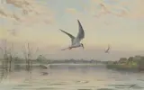 John Cyril Harrison, Common Terns in Broadland Country, watercolour over pencil