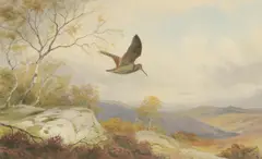 John Cyril Harrison, Woodcock, watercolour
