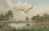 John Cyril Harrison, Barn Owl: the Test at Leckford, watercolour