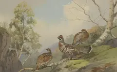 Hazel Grouse by John Cyril Harrison, watercolour over pencil, sold May 2026