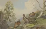 John Cyril Harrison, Hazel Grouse, watercolour over pencil