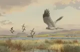 John Cyril Harrison, Hen Harrier Flushing Mallard and a Snipe (Isle of Islay), watercolour over pencil
