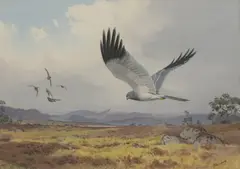 Harrier flushing grouse by John Cyril Harrison, watercolour over pencil heightened with white, sold May 2026