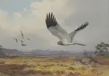 John Cyril Harrison, Harrier flushing grouse, watercolour over pencil heightened with white
