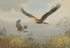 Eagle mobbing a Kestrel by John Cyril Harrison, watercolour over pencil, sold May 2026