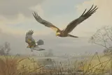 John Cyril Harrison, Eagle mobbing a Kestrel, watercolour over pencil