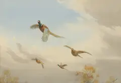 Pheasants in flight by John Cyril Harrison, watercolour over pencil, sold May 2026