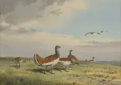 A Relic of the Past - Great Bustards by John Cyril Harrison, watercolour, sold May 2026
