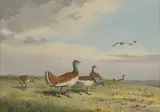 John Cyril Harrison, A Relic of the Past - Great Bustards, watercolour