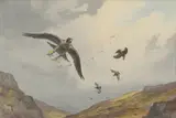 John Cyril Harrison, Peregrine and Grouse, watercolour over pencil