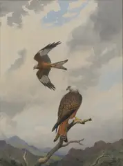 Deceptive Flight', Red Kites by John Cyril Harrison, watercolour over pencil heightened with white, sold May 2026