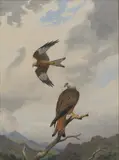 John Cyril Harrison, Deceptive Flight', Red Kites, watercolour over pencil heightened with white