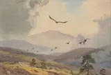 John Cyril Harrison, Grouse Driven by an Eagle, watercolour over pencil