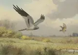 John Cyril Harrison, Marsh Harrier foraging, watercolour over pencil