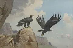 John Cyril Harrison, Verreaux Eagles (Drakensburg), watercolour over pencil heightened with white