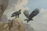 John Cyril Harrison, Verreaux Eagles (Drakensburg), watercolour over pencil heightened with white