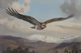John Cyril Harrison, Osprey in flight, watercolour