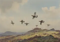 John Cyril Harrison, Grouse in flight, watercolour over pencil