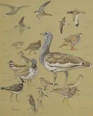 Eric Ennion, Study of downland birds, watercolour and bodycolour over pencil with pencil inscriptions