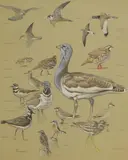 Eric Ennion, Study of downland birds, watercolour and bodycolour over pencil with pencil inscriptions