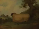 Richard Whitford, Oxford Down ram, oil on canvas