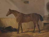 Edward Tolley, Sheraton' , a bay hunter in a stable, oil on canvas